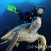 turtle_green_manout_ci_h_0083_cos1282.jpg